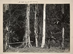 Lianes, ou plantes grimpantes, 1904 - Carl Vincenti